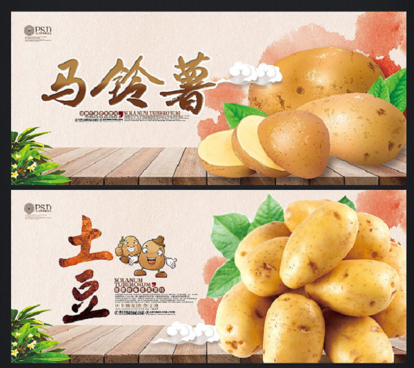 肥城—肥城土豆